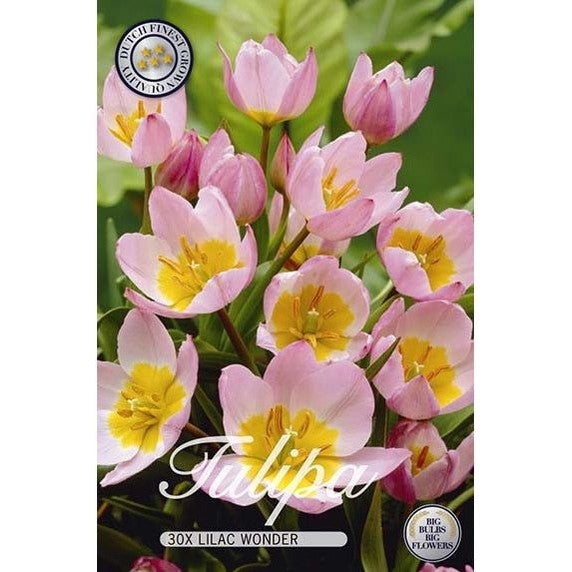 Tulpan Lilac Wonder 30-pack